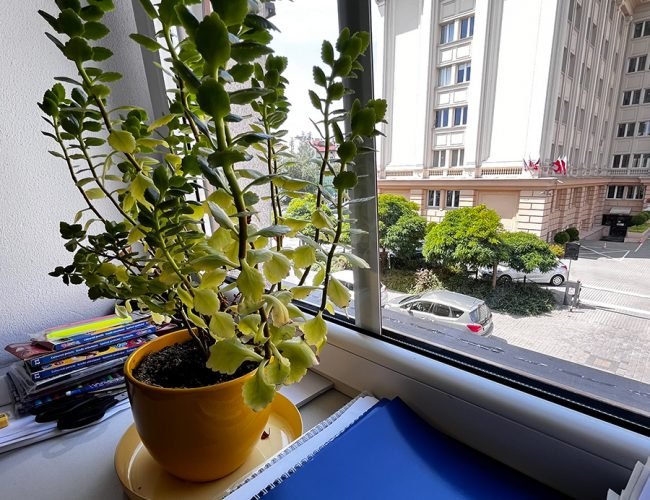 nauka-języków-obcych-w-rzeszowie-germanitas